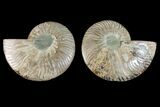 Agatized Ammonite Fossil - Madagascar #148034-1